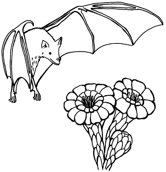 Free printable Bat coloring page #2031 from Animals collection