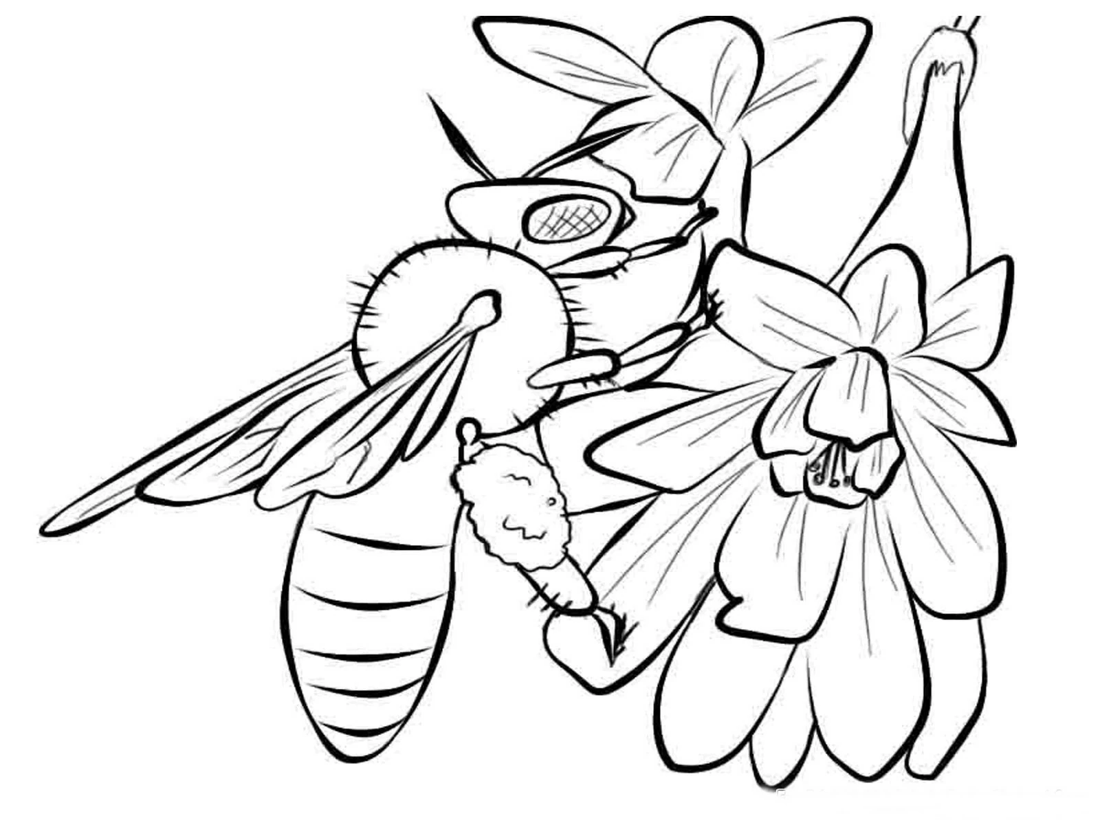 Free printable Bee coloring page #138 from Animals collection