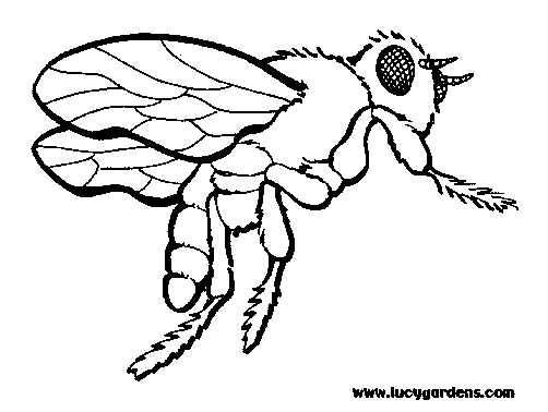 Free printable Bee coloring page #161 from Animals collection