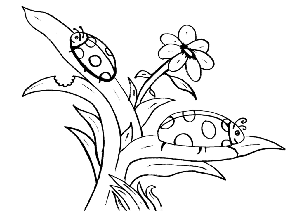 Free printable Bettle coloring page #3408 from Animals collection