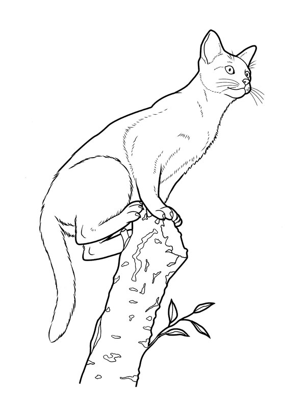 Free printable Cat coloring page #1885 from Animals collection