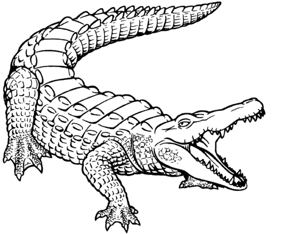 Free printable Crocodile coloring page #4840 from Animals collection