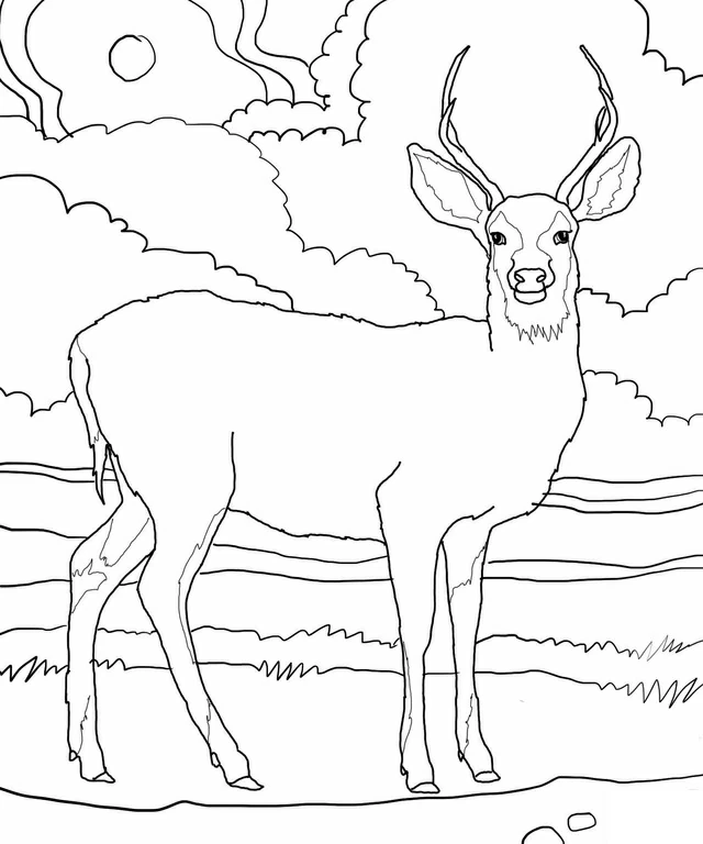 Free printable Deer coloring page #2576 from Animals collection