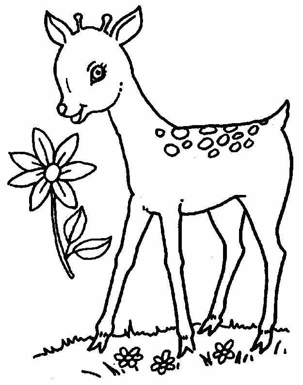 Free printable Deer coloring page #2592 from Animals collection