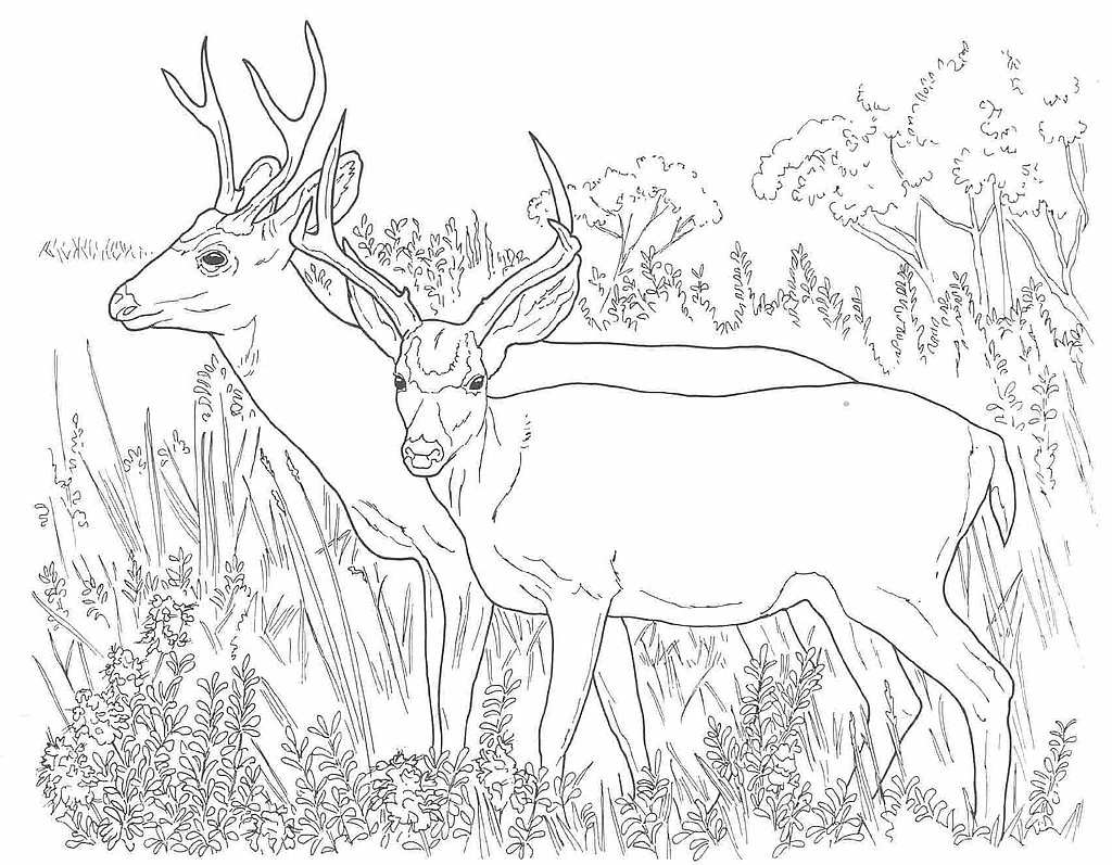 Free printable Deer coloring page #2632 from Animals collection