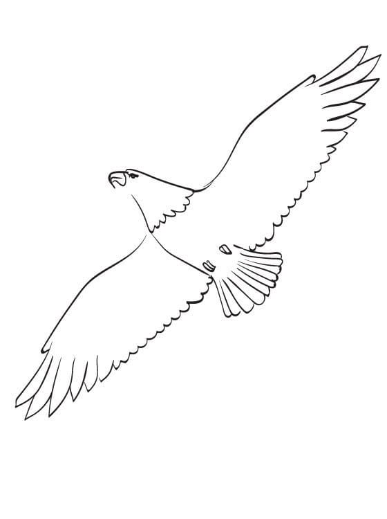 Free printable Eagle coloring page #185169 from Animals collection