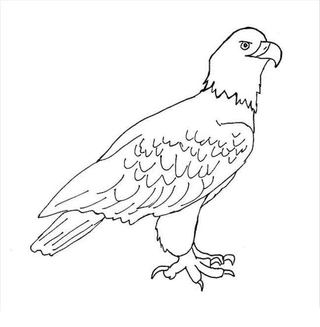 Free printable Eagle coloring page #185178 from Animals collection