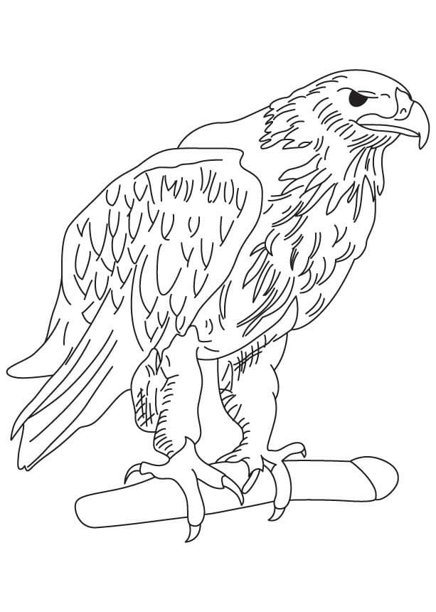 Free printable Eagle coloring page #185187 from Animals collection