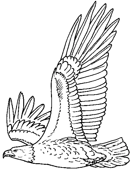 Free printable Eagle coloring page #280 from Animals collection