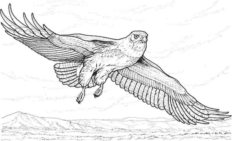 Free printable Eagle coloring page #287 from Animals collection
