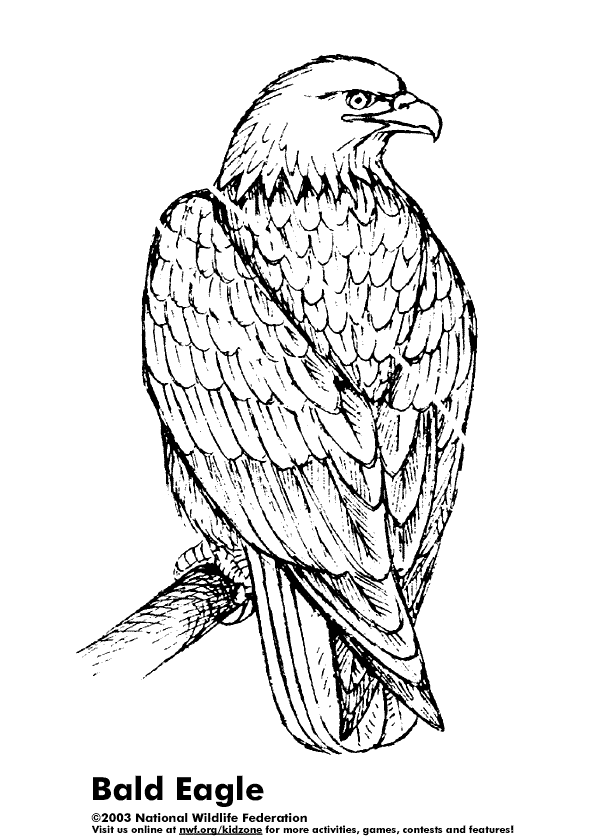 Free printable Eagle coloring page #297 from Animals collection