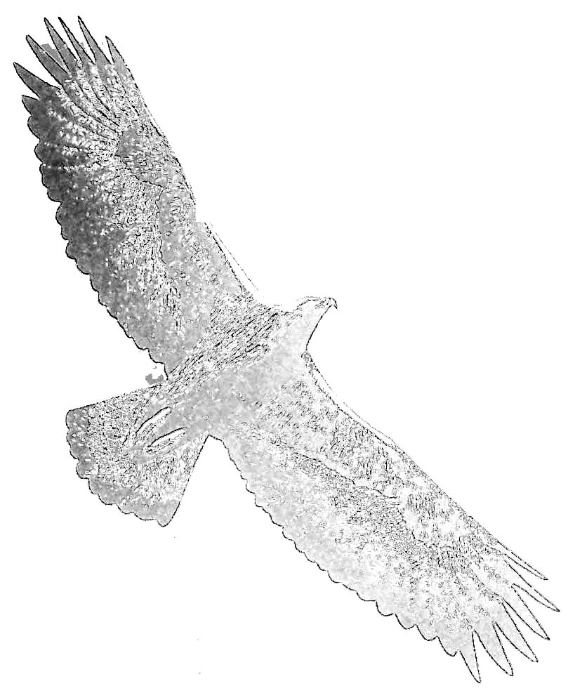 Free printable Eagle coloring page #321 from Animals collection