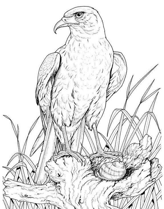 Free printable Eagle coloring page #328 from Animals collection