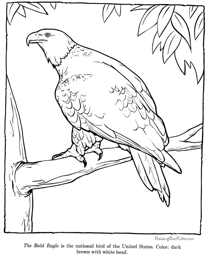 Free printable Eagle coloring page #362 from Animals collection