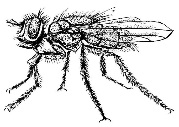 Free printable Fly coloring page #11116 from Animals collection