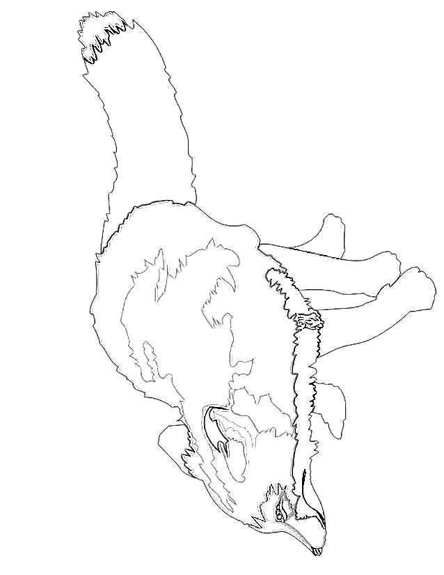 Free printable Fox coloring page #15006 from Animals collection