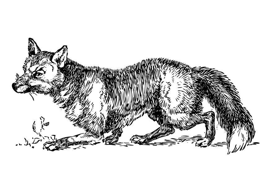 Free printable Fox coloring page #15007 from Animals collection