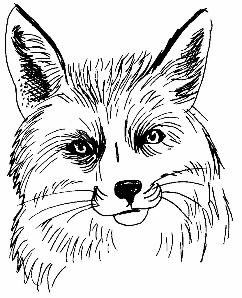 Free printable Fox coloring page #15044 from Animals collection