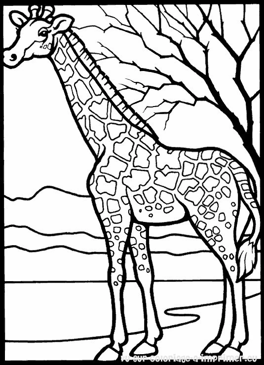 Free printable Giraffe coloring page #7231 from Animals collection