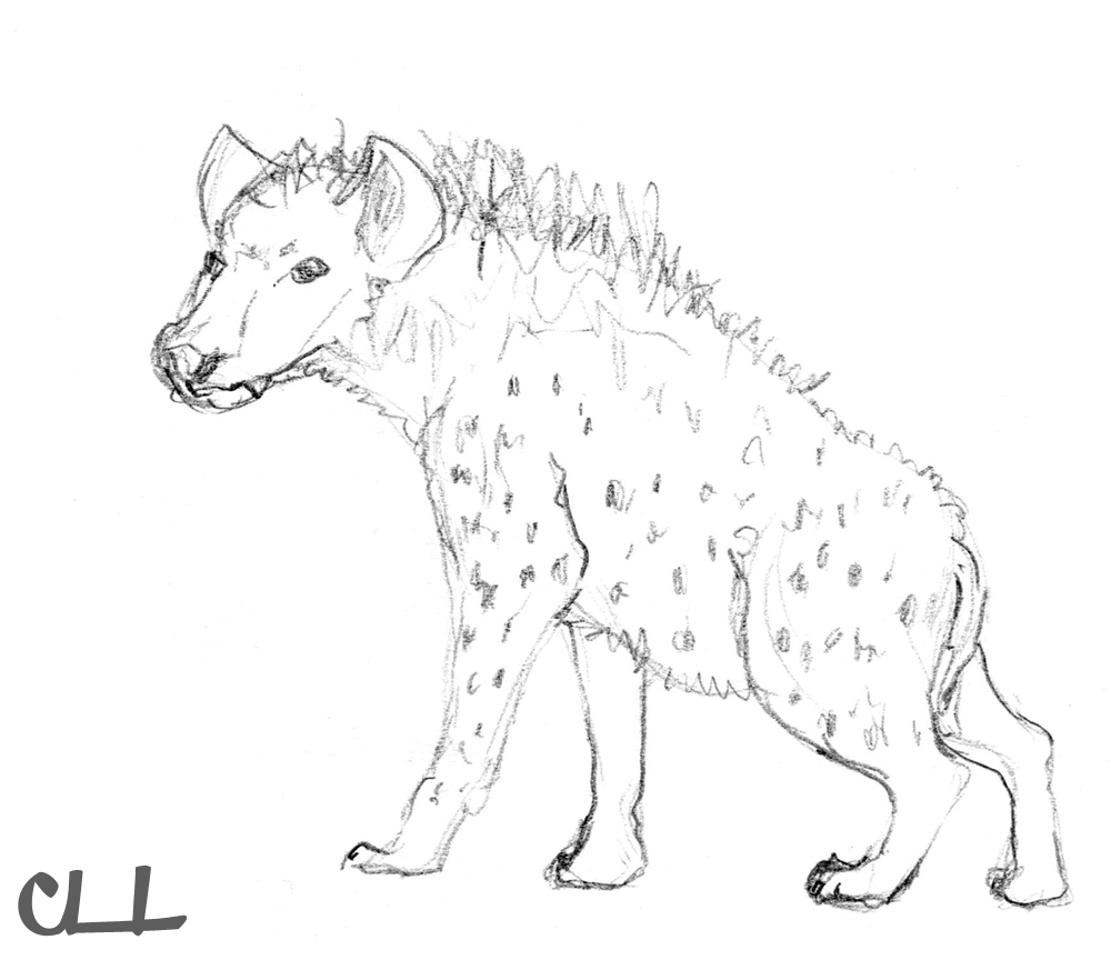 Free printable Hyena coloring page #19665 from Animals collection