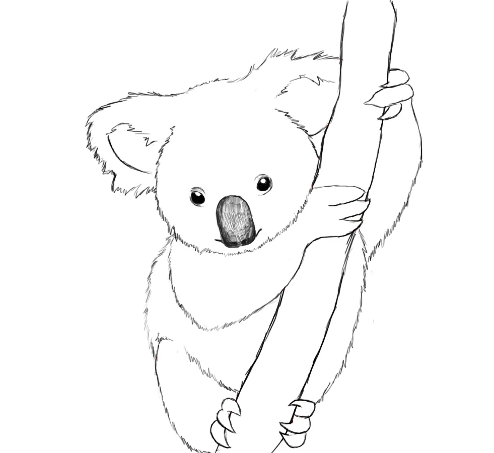 Free printable Koala coloring page #9305 from Animals collection