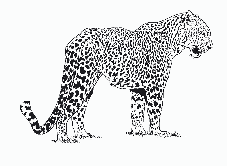 Free printable Leopard coloring page #9704 from Animals collection
