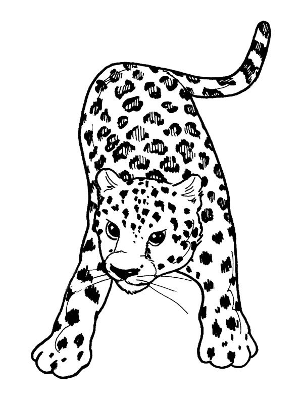 Free printable Leopard coloring page #9707 from Animals collection