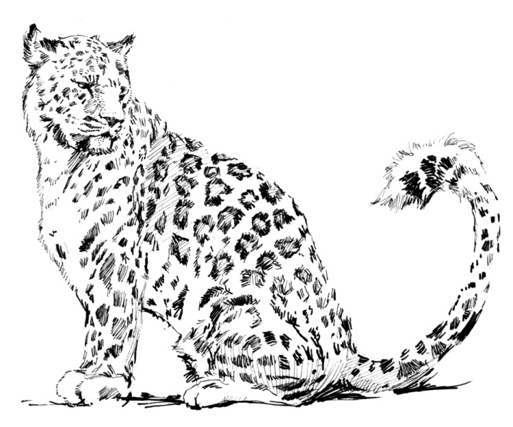 Free printable Leopard coloring page #9720 from Animals collection