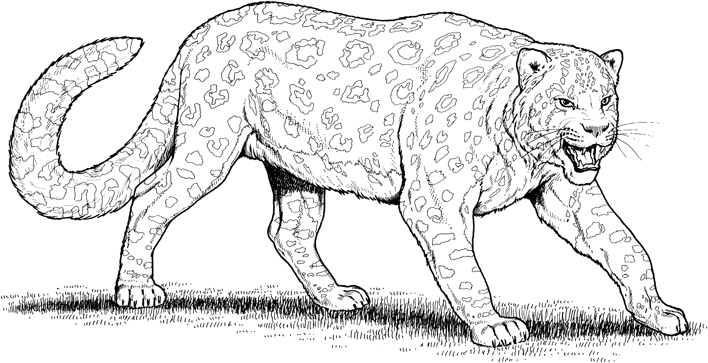 Free printable Leopard coloring page #9730 from Animals collection