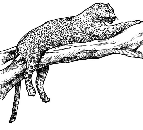 Free printable Leopard coloring page #9740 from Animals collection