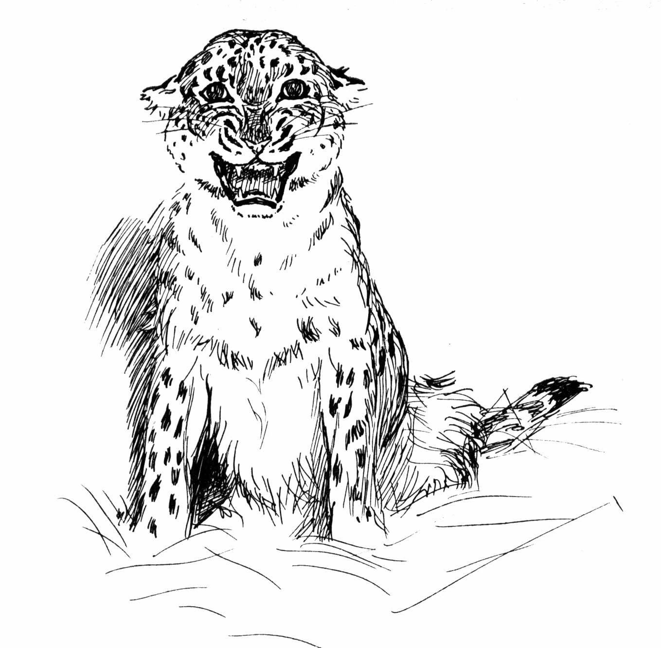 Free printable Leopard coloring page #9761 from Animals collection