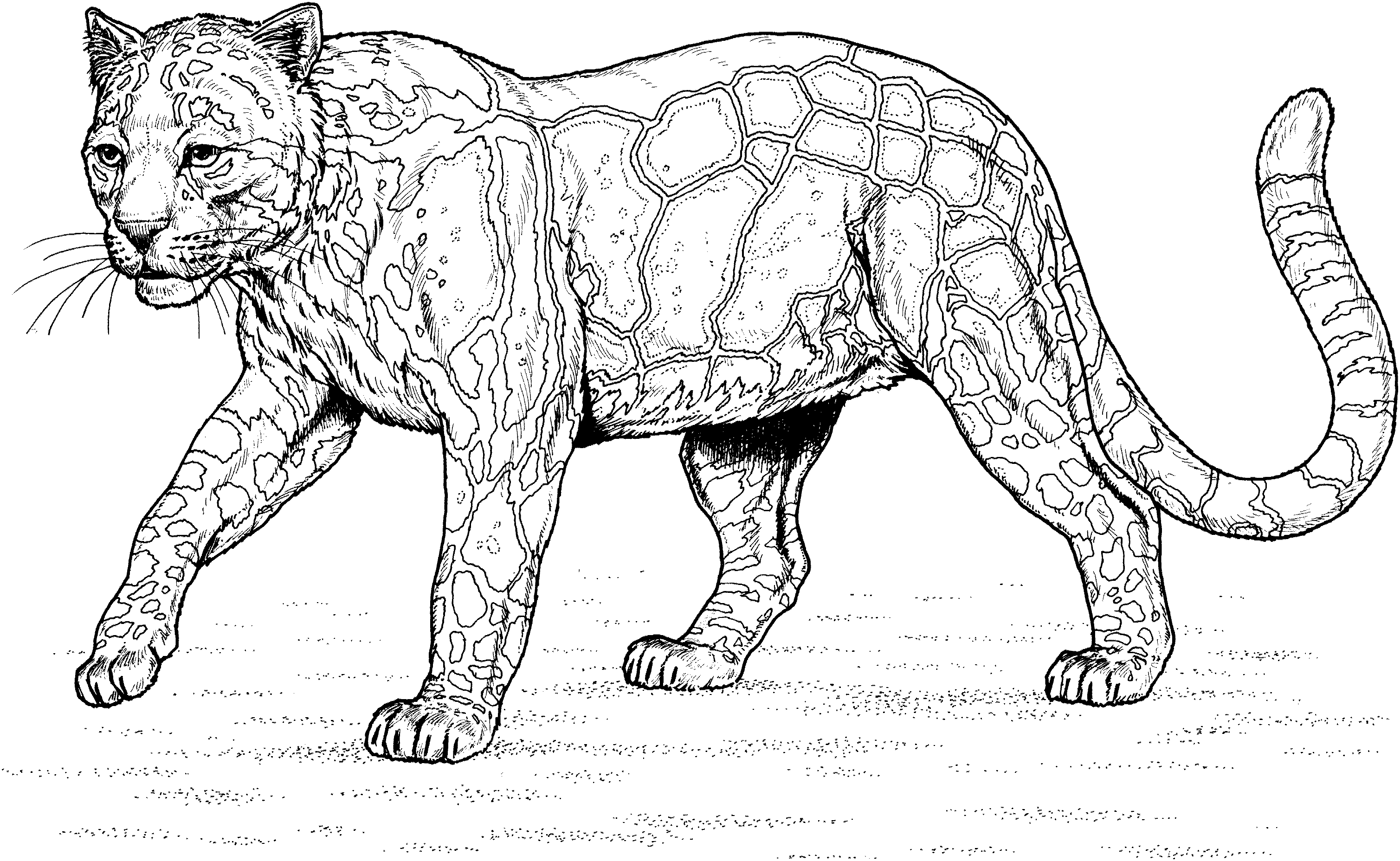 Free printable Leopard coloring page #9780 from Animals collection
