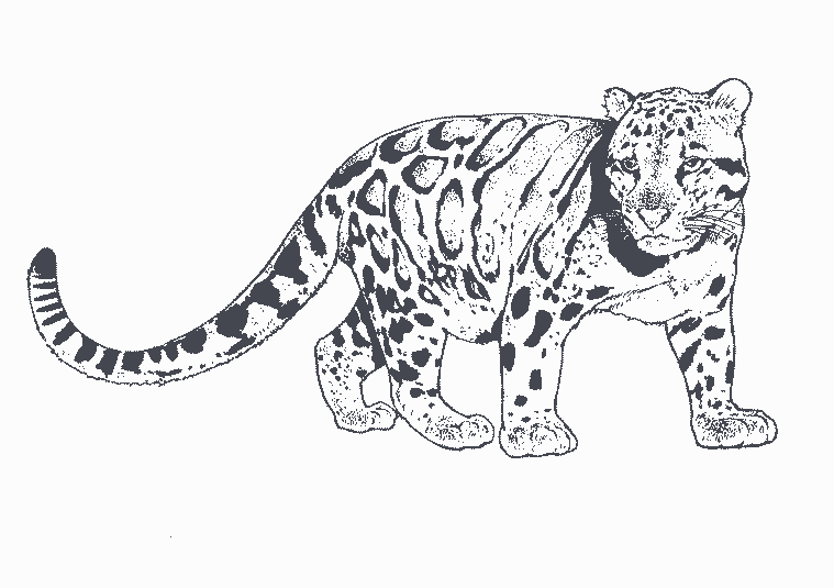 Free printable Leopard coloring page #9787 from Animals collection