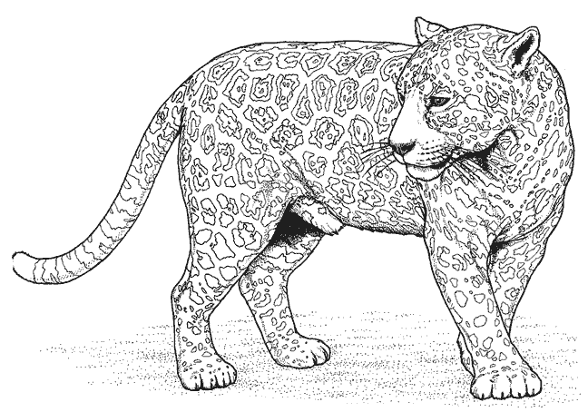 Free printable Leopard coloring page #9817 from Animals collection