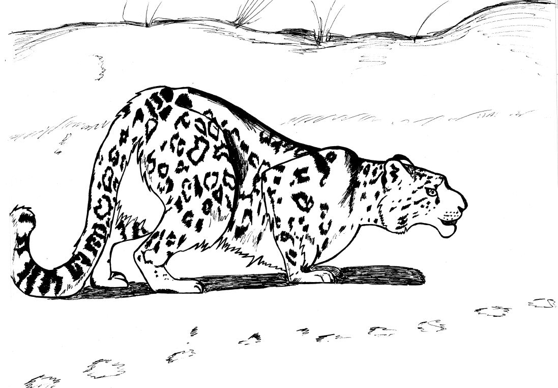 Free printable Leopard coloring page #9836 from Animals collection
