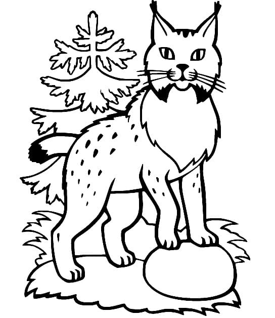 Free printable Lynx coloring page #189227 from Animals collection