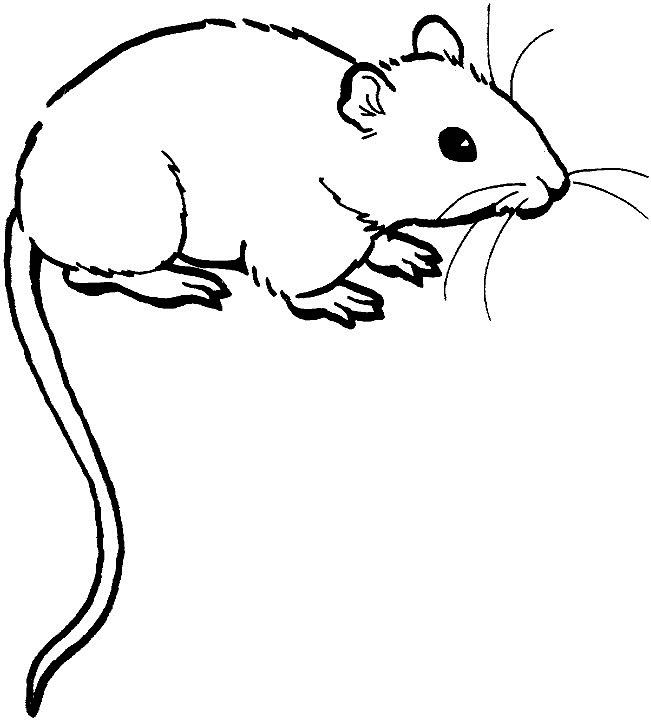 Free printable Mouse coloring page #13941 from Animals collection