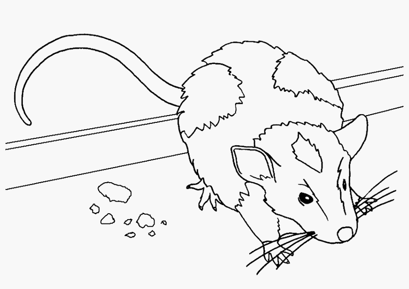 Free printable Mouse coloring page #13963 from Animals collection