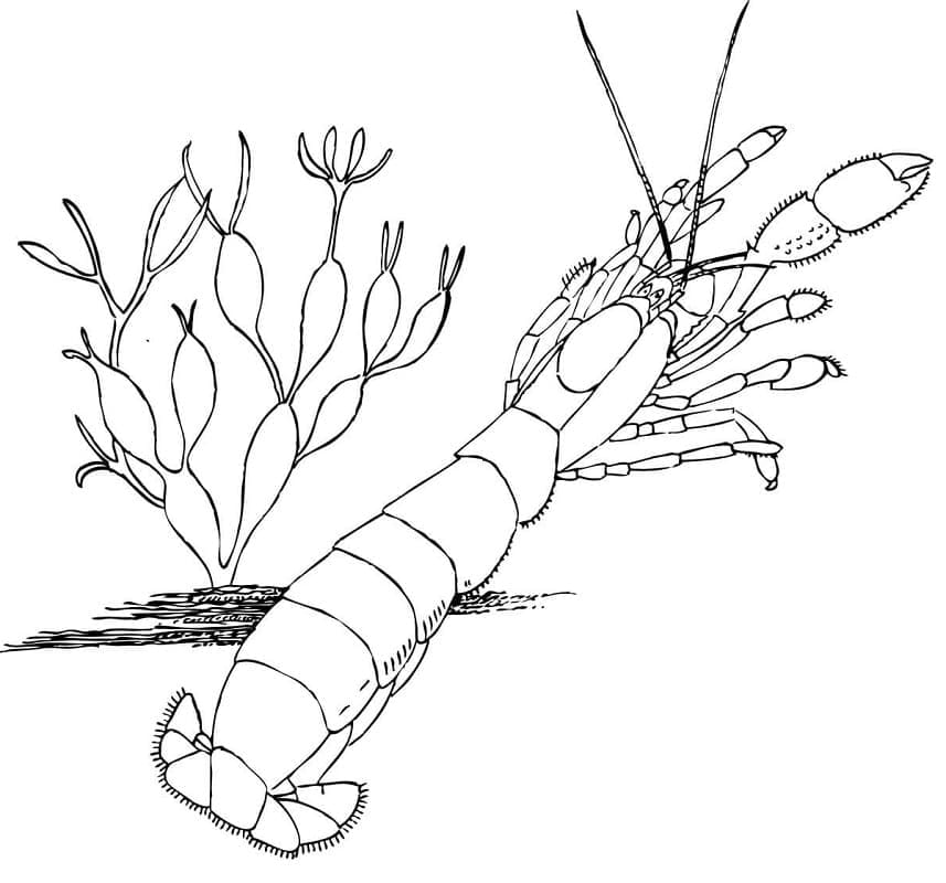 Free printable Shrimp coloring page #208564 from Animals collection