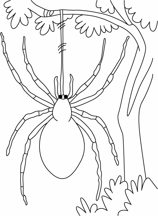 Free printable Spider coloring page #636 from Animals collection