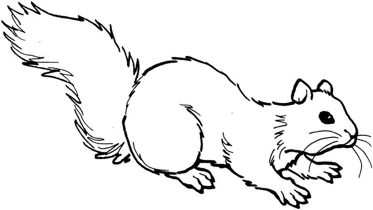 Free printable Squirrel coloring page #6110 from Animals collection