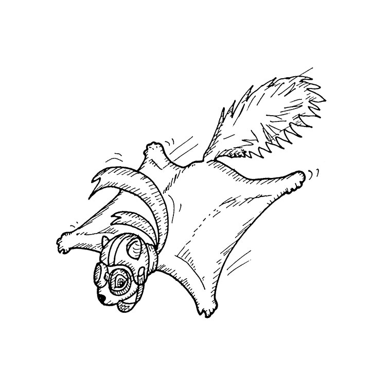 Free printable Squirrel coloring page #6111 from Animals collection