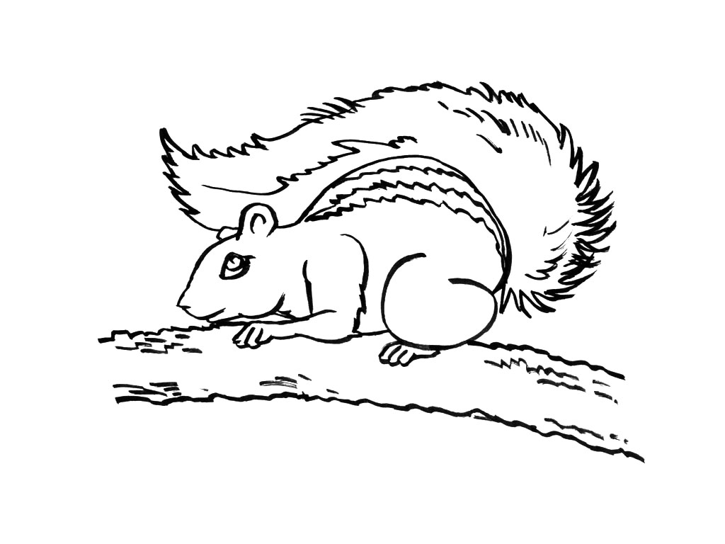 Free printable Squirrel coloring page #6173 from Animals collection