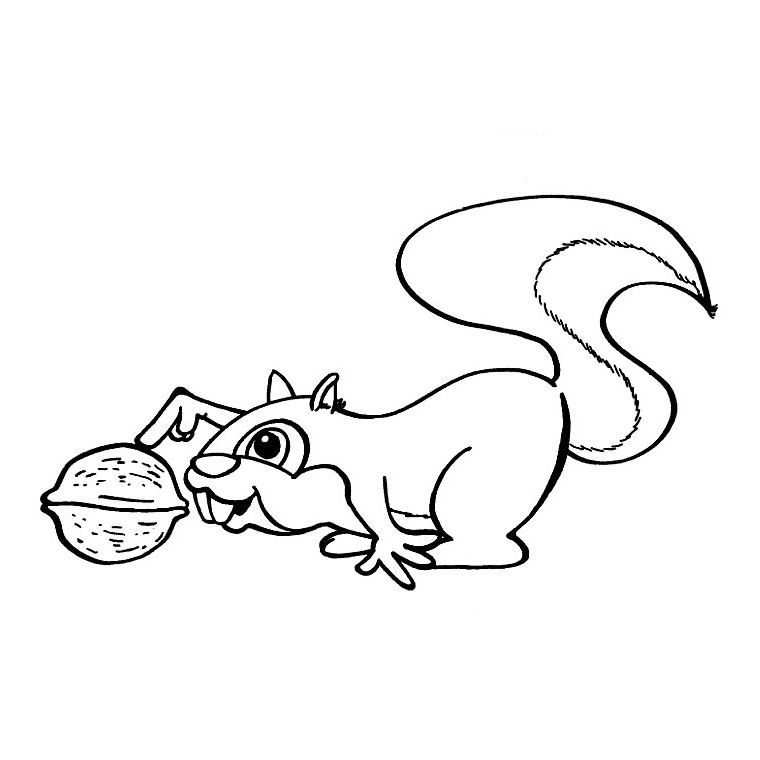 Free printable Squirrel coloring page #6263 from Animals collection