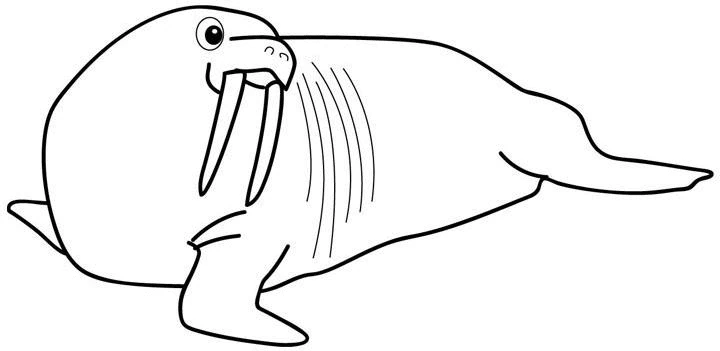 Free printable Walrus coloring page #16563 from Animals collection
