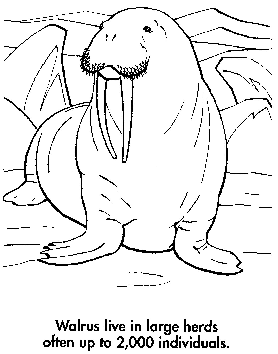 Free printable Walrus coloring page #16632 from Animals collection