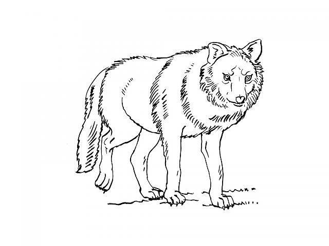 Free printable Wolf coloring page #10501 from Animals collection