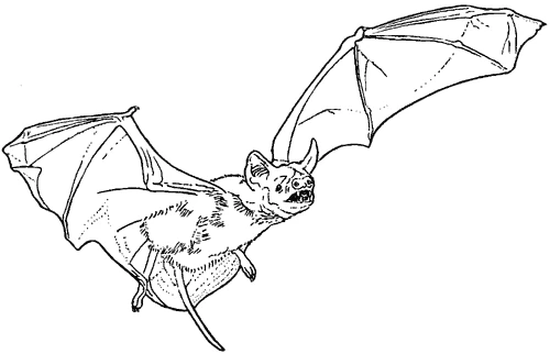 Free printable Vampire coloring page #85965 from Characters collection