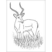 Antelope - Free printable coloring pages