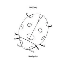 Bettle (Animals) coloring page #3431 to print and color